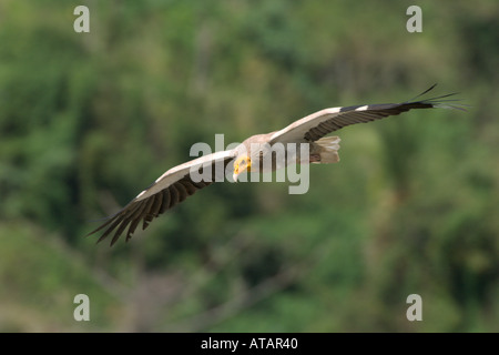 Ägyptischer Geier Neophron Percnopterus sub Erwachsenen während des Fluges Pinjore Haryana Indien-März 2005 Stockfoto