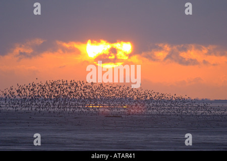 High Tide Roost Herde von Knoten Calidris Canutus im Flug Norfolk England Stockfoto