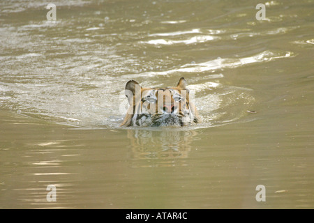 Bengal Tiger Panthera Tigris Männchen im Wasserloch schwimmen Bandhavgarh National Park Madhya Pradesh, Indien, März 2005 Stockfoto
