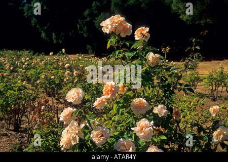 Rosengarten am Galante Weinberge oberhalb von Carmel Valley Monterey County Kalifornien Stockfoto