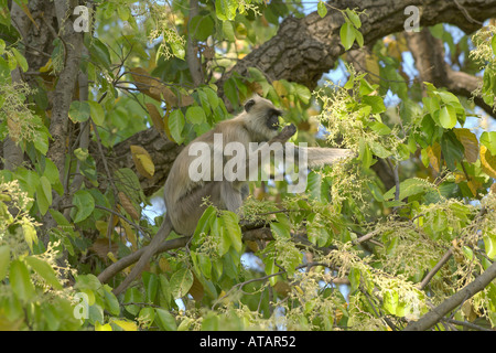 Gemeinsame oder Hanumans Languren Presbytis Entellus Bandhavgarh National Park Madhya Pradesh, Indien März 2005 Stockfoto