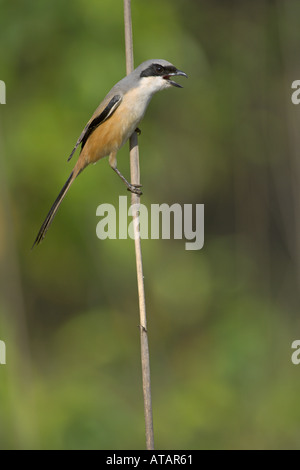 Lange tailed Shrike Lanius Schach Erwachsenen Bandhavgarh National Park Madhya Pradesh Indien März 2005 Stockfoto