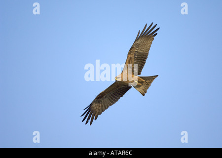 Schwarzmilan Milvus Migrans Erwachsenen während des Fluges Pinjore Haryana Indien März Stockfoto