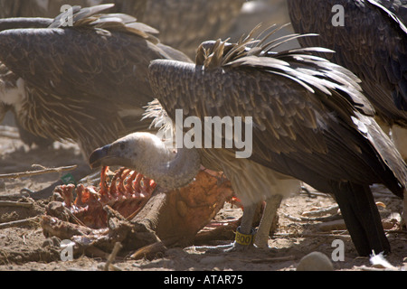 Lange fakturierte Geier abgeschottet Indicus Erwachsene bei der Fütterung in Gefangenschaft Indien Stockfoto