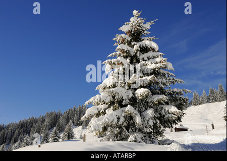 Kiefer Fell im Winter mit dem Wetterhorn Berg hinter Bäumen. Grindelwald, Schweizer Alpen. Stockfoto