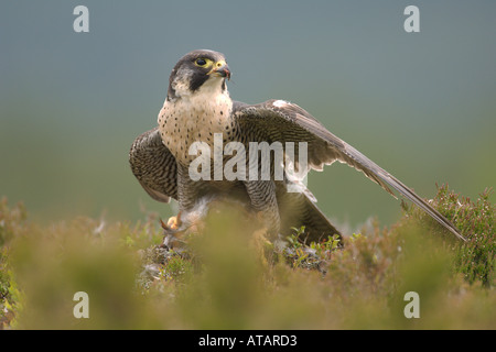 Wanderfalken Falco Peregrinus Erwachsene auf Moorschneehühner Beute gefangen Vogel Schottland Juni 2005 Stockfoto