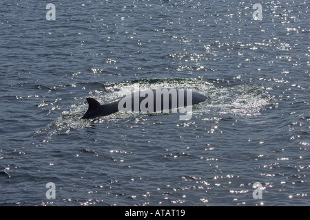 Zwergwal Balaenoptera Acutorostrata Erwachsenen auftauchen in der Nähe von Insel Eigg Schottland Juni 2005 Stockfoto