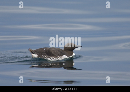 Gemeinsamen Guillemot Uria Aalge Erwachsenen gezügelt Sommerform auf ruhiger See Schottland Juni 2005 Stockfoto