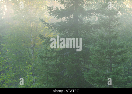 Taiga-Wald in der Dämmerung Martinselkonen Suomussalmi Finnland Juli 2005 Stockfoto