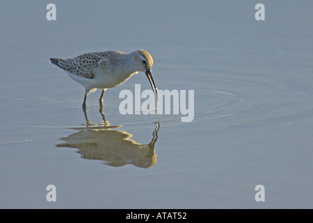 Sichelstrandläufer Calidris Ferruginea Herbst juvenile Fütterung Stockfoto