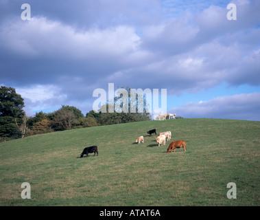 Rinderherde auf einem steilen Hügel, Kent, England, UK. Stockfoto