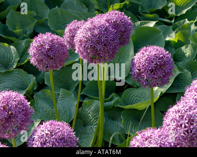 Riesige Lauch (Allium globemaster) Stockfoto