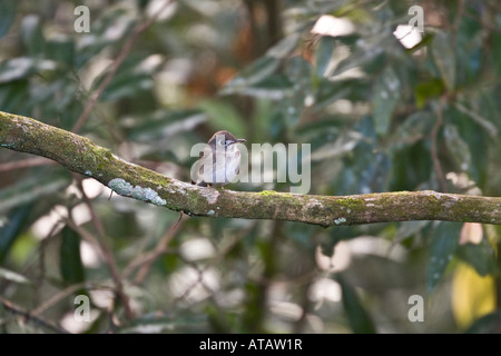 Braun breasted Flycatcher im Sinharaja Rainforet Sri Lanka Stockfoto