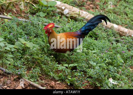 Männliche Ceylon Dschungel Geflügel im Zusammenhang mit der Haushenne Sri Lanka Stockfoto