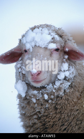 Schaf Im Schnee Stockfoto