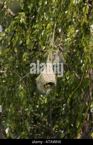 Baya Weber am nest Sri lanka Stockfoto