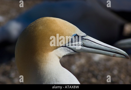 Ein Erwachsener Australasian Tölpel Stockfoto