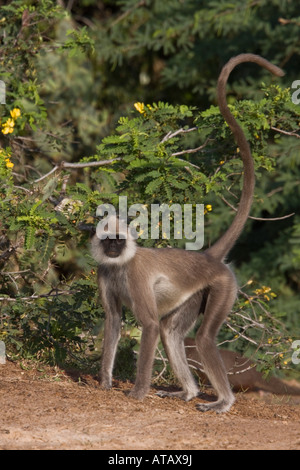 gemeinsame oder Hanuman Languren Sri Lanka Stockfoto