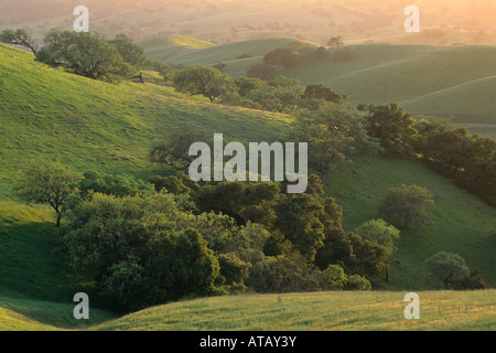 Grüne Hügeln im Frühjahr bei Sonnenuntergang Foxen Canyon Road in der Nähe von Los Olivos Santa Barbara County in Kalifornien Stockfoto