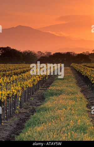 Sonnenaufgang über dem Weinberg im Frühjahr entlang Refugio Straße in der Nähe von Santa Ynez Santa Barbara County in Kalifornien Stockfoto