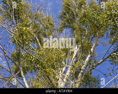 Mistel (Viscum Album) Stockfoto