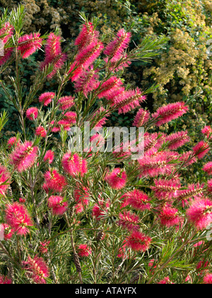 Callistemon bottlebrush () Stockfoto