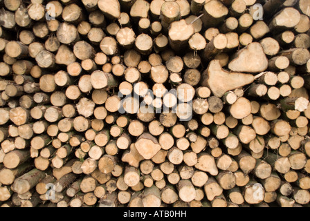 Haufen von Protokollen geschnitten frisch Stockfoto