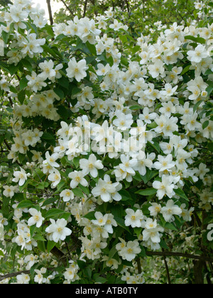 Süße mock orange (Cornus alba 'Sibirica coronarius) Stockfoto