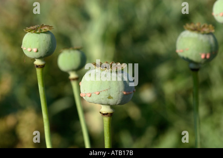 Latex sickert aus Mohn Papaver Somniferum beim Trocknen können als Opium geraucht werden Stockfoto