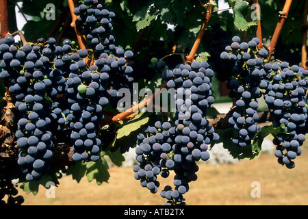 Trauben im Weinberg Parducci Ukiah Mendocino County, California Stockfoto