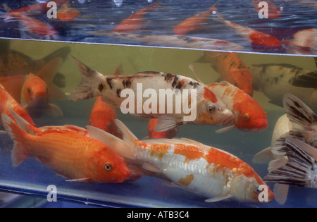 Koi-Karpfen im chinesischen Markt Stockfoto