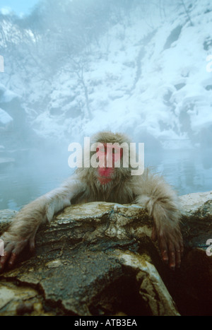 Schnee-Affen im naturheißen Schwimmbad Japan Stockfoto