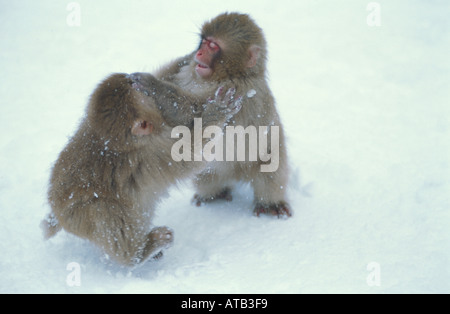 Baby-Schnee-Affen spielen im Schnee Stockfoto