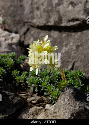 Ferdinand Steinbrech (Saxifraga ferdinandi-coburgi) Stockfoto