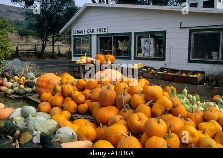 Gowans Eiche produzieren Stand in der Nähe von Philo Anderson Valley Mendocino County in Kalifornien Stockfoto