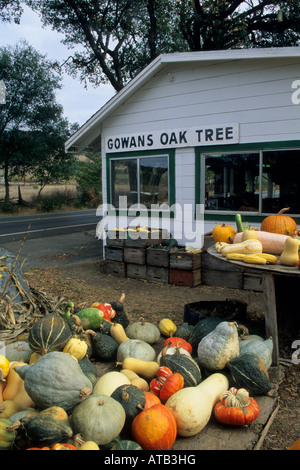 Gowans Eiche produzieren Stand in der Nähe von Philo Anderson Valley Mendocino County in Kalifornien Stockfoto