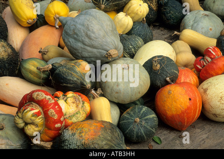 Kalebassen Gowans Eiche produzieren Stand in der Nähe von Philo Anderson Valley Mendocino County in Kalifornien Stockfoto