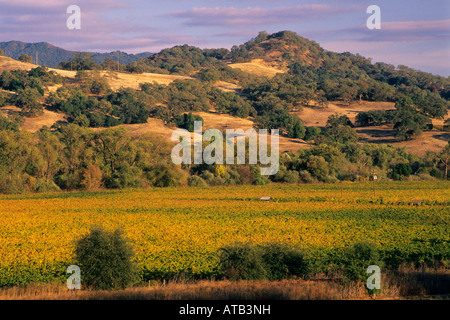 Abendlicht am Weinberge Eiche Bäume und Hügel zwischen Hopland und Ukiah Mendocino County, California Stockfoto