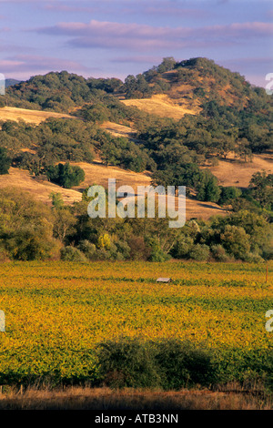 Abendlicht am Weinberge Eiche Bäume und Hügel zwischen Hopland und Ukiah Mendocino County, California Stockfoto
