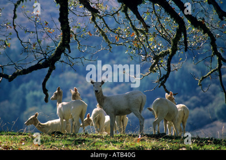 Weißen Hirsch ein Geschenk von W R Hearst Ridgewood Ranch in der Nähe von Willits Mendocino County, California Stockfoto