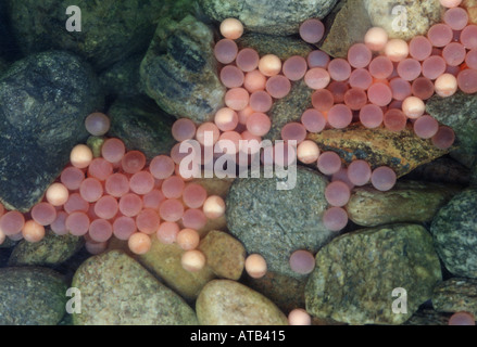 Sockeye Lachs Eiern Stockfoto