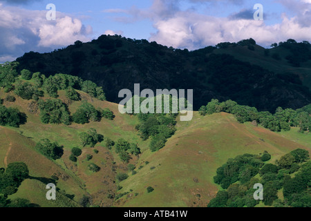 Eichen auf Hügeln zwischen Ukiah und Booneville Mendocino County, California Stockfoto
