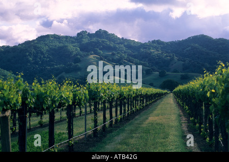 Sonnenuntergang über Hügel und Weinberge im Frühjahr in der Nähe von Hopland Mendocino County, California Stockfoto