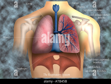 Illustration - Atemwege Stockfoto