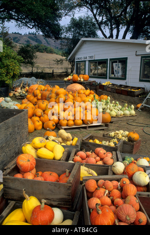 Gowans Eiche produzieren Stand in der Nähe von Philo Anderson Valley Mendocino County in Kalifornien Stockfoto