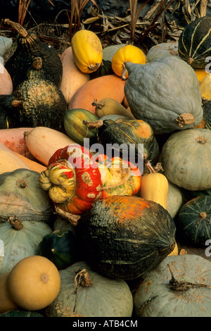 Kalebassen Gowans Eiche produzieren Stand in der Nähe von Philo Anderson Valley Mendocino County in Kalifornien Stockfoto