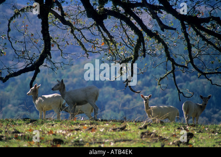 Weißen Hirsch ein Geschenk von W R Hearst Ridgewood Ranch in der Nähe von Willits Mendocino County, California Stockfoto