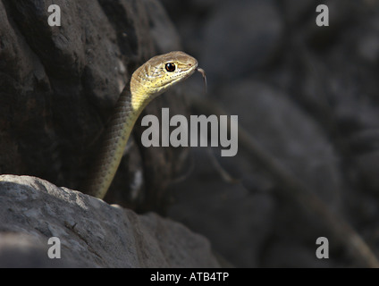 Ägyptische Kobra (Naja Haje), auf der Suche aus einer Felsspalte, Kenia, Masai Mara Nationalpark Stockfoto