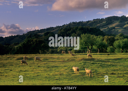 Sonnenuntergang am grünen Hügel nach einem Feder-Sturm über Schafe auf der Weide Anderson Valley Mendocino County in Kalifornien Stockfoto