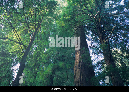 Redwood-Bäume weichen Morgen Licht Hendy Woods State Park in der Nähe von Philo Mendocino County, California Stockfoto